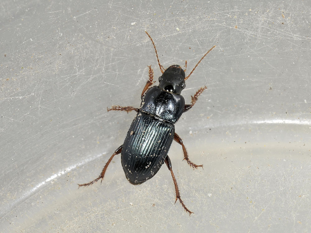 Carabidae: Harpalus rubripes